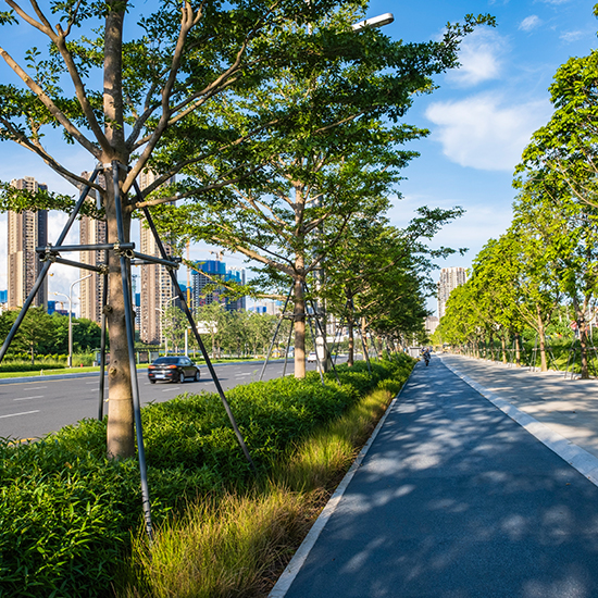 坪山大道南段綠化景觀工程